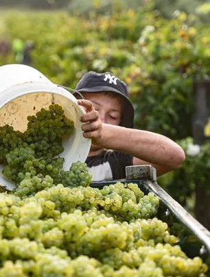 picking grapes at winmark wines 