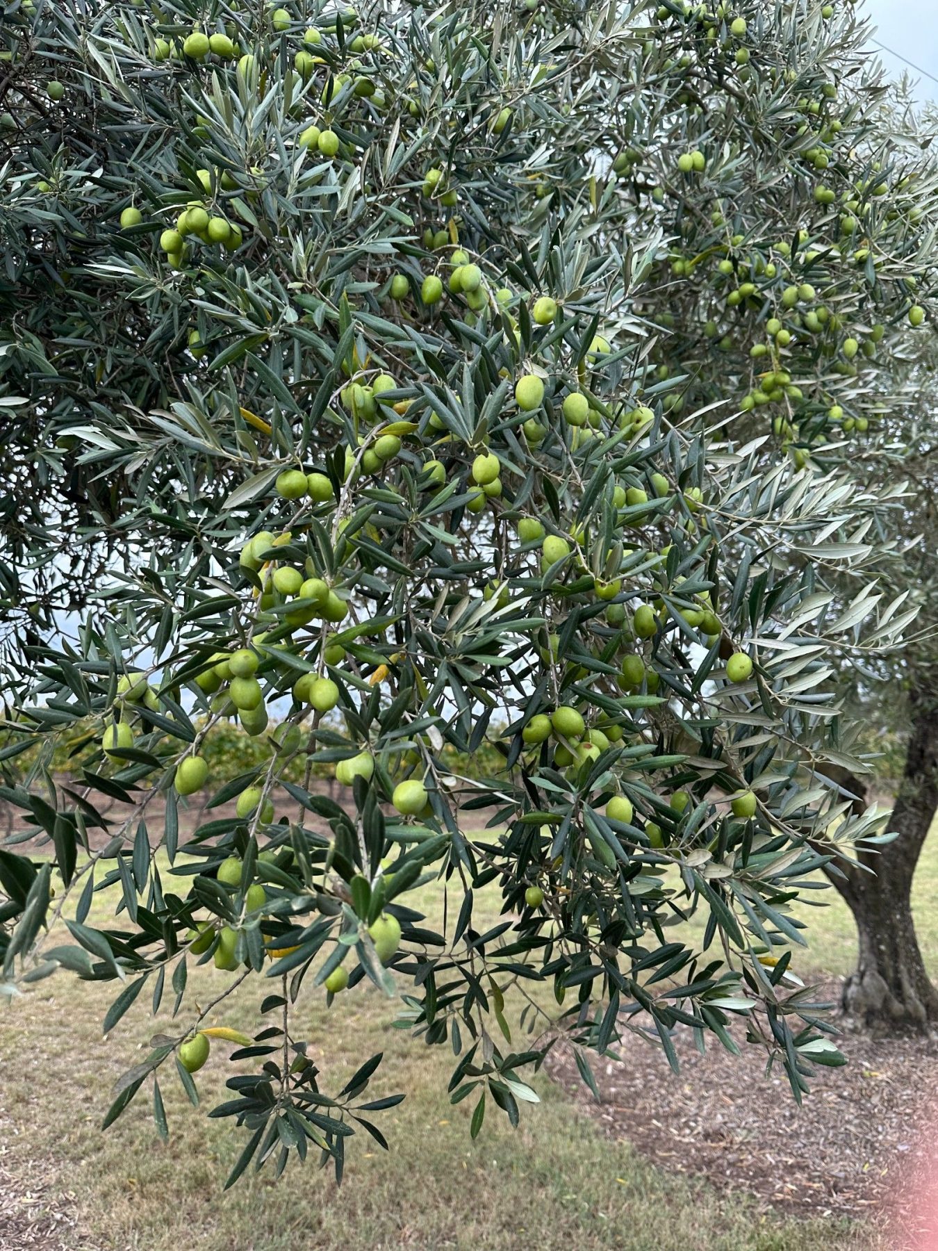 Olive trees at Winmark Wines