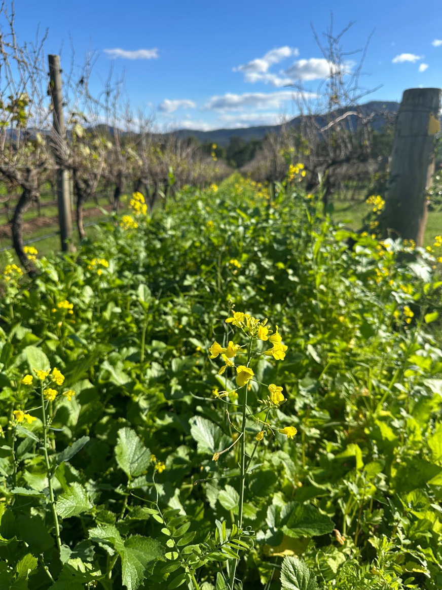 Midrow plants at Winmark Wines