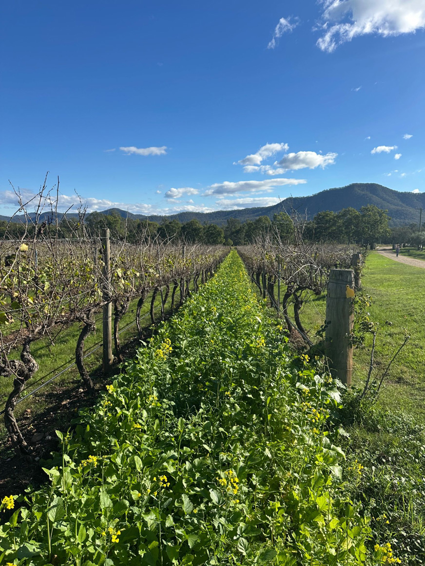 Midrow plants at Winmark Wines