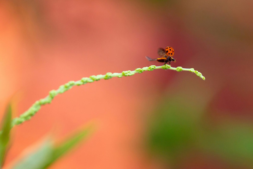 The Story Behind Winmark’s Midrow Crop - ladybug on plant